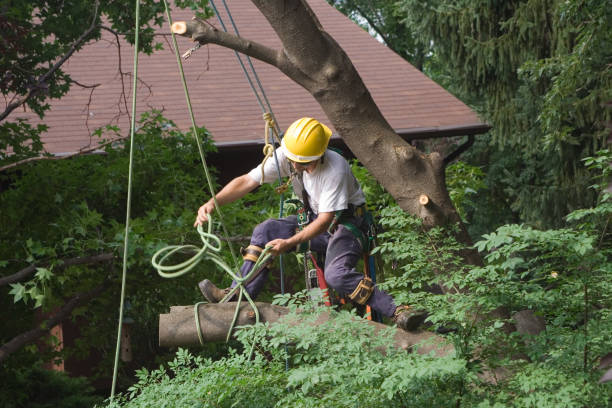 Best Palm Tree Trimming  in Flippin, AR